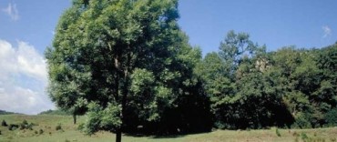 ENTREGAN PLANTAS PARA FORESTACION RURAL