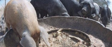 EL MUNICIPIO INFORMO QUE NO SE REGISTRARON CASOS DE TRIQUINOSIS EN TRES LOMAS