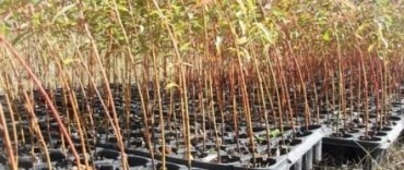 ESTÁ ABIERTA LA INSCRIPCIÓN AL PROGRAMA MUNICIPAL FORESTAL 