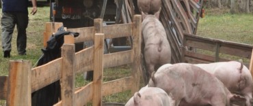 EL MINISTERIO INFORMO LA CLASURA DE CRIADEROS DE CERDOS POR CASOS DE TRIQUINOSIS. MENCIONA A SALLIQUELO COMO UNO DE LOS DISTRITOS INVOLUCRADOS.