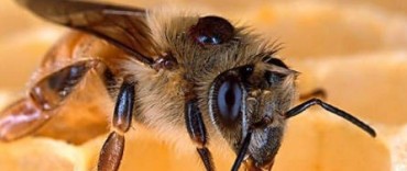 PIDEN A PRODUCTORES APICOLAS QUE MONITOREEN LA SANIDAD DE SUS COLMENAS