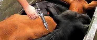 EL 15 COMIENZA LA VACUNACION ANTI AFTOSA