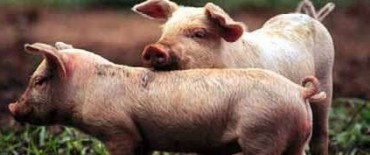 REUNIÓN DE TRABAJO PARA LA CREACIÓN DE UNA COOPERATIVA DE PRODUCTORES DE CARNE DE CERDO