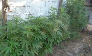 ENCUENTRAN 327 PLANTAS DE MARIHUANA EN LA CASA DE UN HOMBRE QUE SE SUICIDÓ 