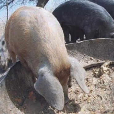 SE DETECTO UN CASO DE TRIQUINOSIS