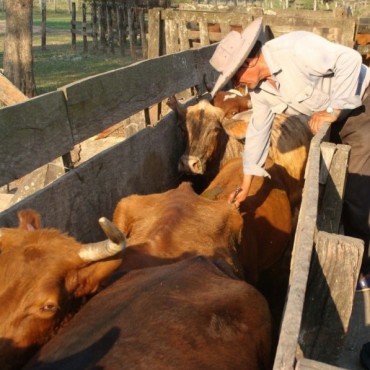 CAMPAÑA DE VACUNACION ANTIAFTOSA