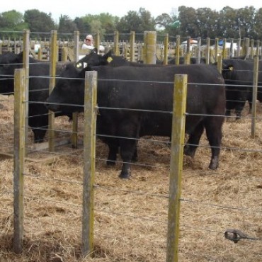 EXPO RURAL - EL MEJOR NOVILLO DEL CONCURSO FUE DE SEMILLAS DEL OESTE SRL