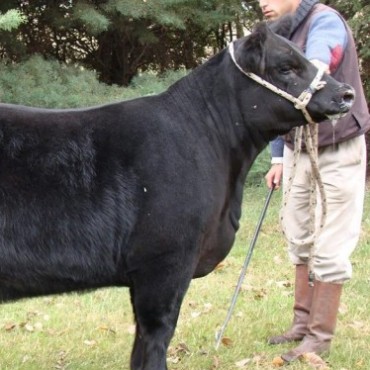 LA CABAÑA DE ANGUS DE BARRAZA LLEGO A LA FINAL POR LA MEJOR HEMBRA DE LA EXPOSICION  DE PALERMO