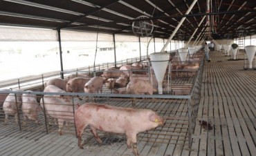 LLEGARON CACHORRAS PARA RECRIA A LA GRANJA PORCINA