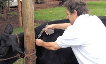 SE VIENE LA 2ª CAMPAÑA DE VACUNACION ANTIAFTOSA