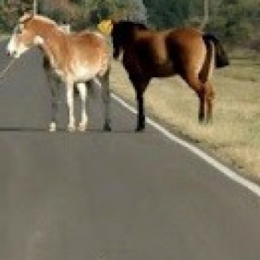 UN FORD FIESTA IMPACTO CON UN CABALLO EN CERCANIAS DE INGENIERO THOMPSON